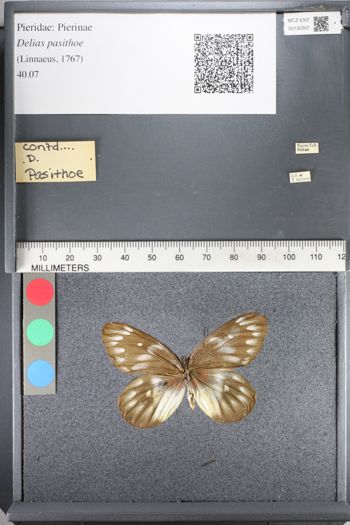 Media type: image;   Entomology 130307